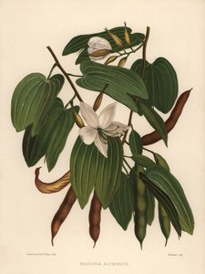 Witte orchidee-boom, Bauhinia acuminata door Unknown